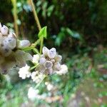 Persicaria chinensis Blodyn