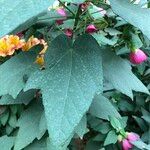 Abutilon spp. Natur