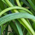 Allium tuberosum Φύλλο