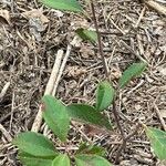 Sideroxylon lanuginosum Leaf