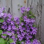 Campanula poscharskyanaFleur