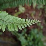 Asplenium erectum Leaf