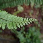 Asplenium erectum Φύλλο