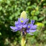 Pontederia cordata Blomst