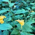 Impatiens noli-tangere Flower