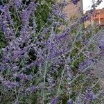 Salvia abrotanoides Λουλούδι