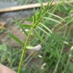 Vicia parviflora Fuelha