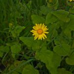 Doronicum pardalianches花