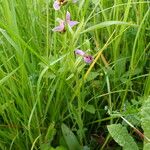 Ophrys apifera Libunga