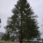 Pseudotsuga menziesii Alkat (teljes növény)