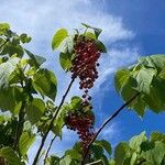 Idesia polycarpa Fruit