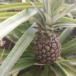 Ananas comosusFruto