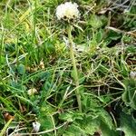 Scabiosa cinerea 整株植物