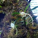 Angraecum expansum Other