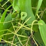 Acacia auriculiformis Vrucht