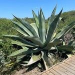 Agave salmiana Leaf