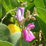 Canavalia rosea Flower