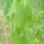Phlox maculata 葉
