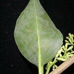 Passovia pyrifolia その他の提案