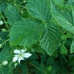 Rubus polonicus Leaf