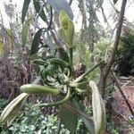 Vanilla planifolia Kukka