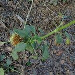 Leonotis nepetifolia Foglia