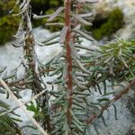 Coris monspeliensis Hoja