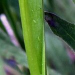 Spiranthes romanzoffiana Leaf