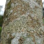 Dichostemma glaucescens Bark