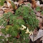 Dicentra cucullaria Hábito