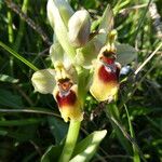 Ophrys tenthredinifera Цвят