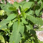 Phytolacca americana Leaf