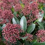 Skimmia japonica Alkat (teljes növény)