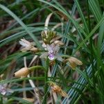 Eulophia maculata Blomst