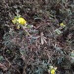 Crotalaria goreensis عادت