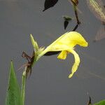 Canna flaccida Blüte