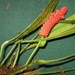 Anthurium bakeri Egyéb