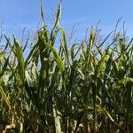 Zea mays Συνήθη χαρακτηριστικά