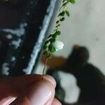 Gaultheria hispidula 果實