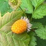 Rubus spectabilis Fruto