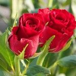 Rosa × odorata