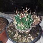 Stenocactus multicostatus Flor
