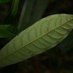 Iryanthera hostmannii Liść