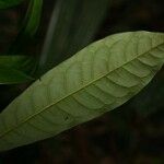 Iryanthera hostmannii 葉