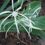 Hymenocallis caribaea 花