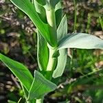 Linaria genistifolia List