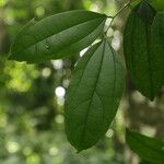 Celtis prantlii Hoja