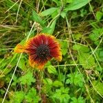 Rudbeckia hirtaCvet