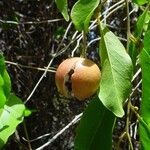 Capparis quiniflora Fruto