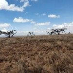 Acacia nilotica Hábito